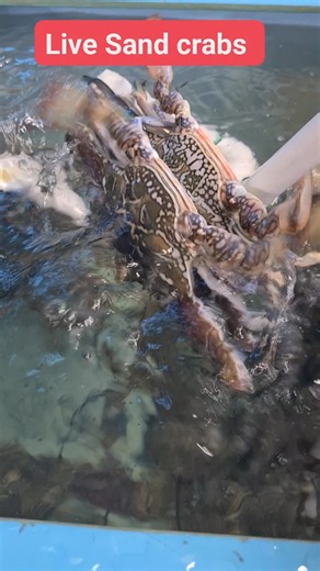 14K views · 14 reactions |  FRESH ARRIVAL  LIVE Sand Crabs: $36.99/ kg  Brisbane Fish Market Shop 14-15,146 Blunder Rd, Oxley QLD 4075  0413 410 958 | Brisbane Fish Market | Facebook