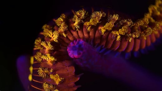 [中文字幕]环节动物门 第二部分：多毛纲（分段海洋蠕虫）Phylum Annelida Part 2: Polychaeta