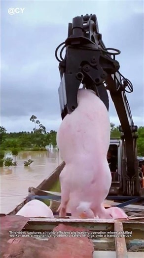 asmr Loader Machine Catches Pigs Perfectly Fast 🌾↓