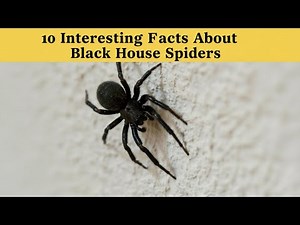 10 Interesting Facts About Tiny Black Spiders Inside Your House🕷️