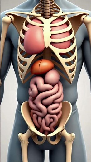 Fungsi Organ Di Dalam Tubuh Manusia