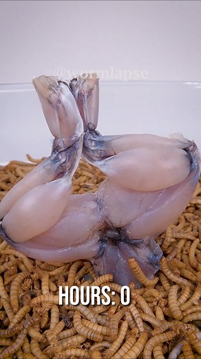 177K views · 795 reactions | Mealworms vs. Frog legs | WormLapse | Facebook