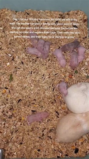 Day 4 Updates on Our 10 Baby Hamsters