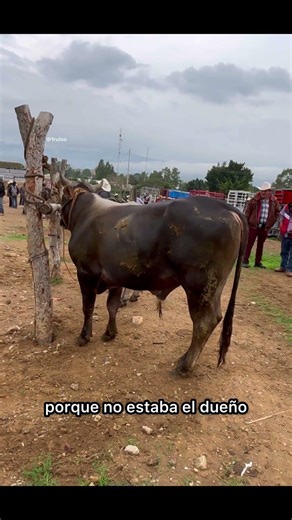 Zebu breed crosses #farm #bulls #cattle