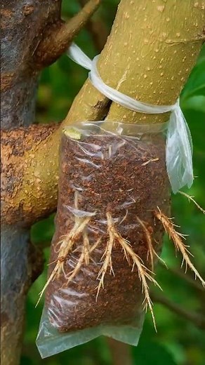 How to Air Layer a Large Branch FAST 🌱 | Quick Root Growth Technique for Fruit Trees #farminglife