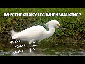 What is foot trembling in birds?