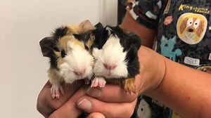 Pet of the Week: Newborn guinea pigs