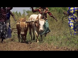 Cowpea Production Practices | Kulika Uganda 🌱