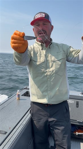 Late-season trolling at Buoy 10 is paying off!  We’ve been using Okuma Coldwater reels with line counters, X-Troll rods, and breakaway flashers to stay on our numbers and keep fish hooked in barbless setups. Don’t forget the Stuffer Bait Tuna inside with Catch America Salmon Slayer UV Gel Scent. Get out there and take advantage of these late-season bites! #CatchAmerica #FishingLures | Catch America | Facebook
