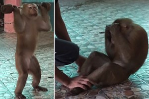 Monkey lifts weights during cruel 'work-out' show in Thailand