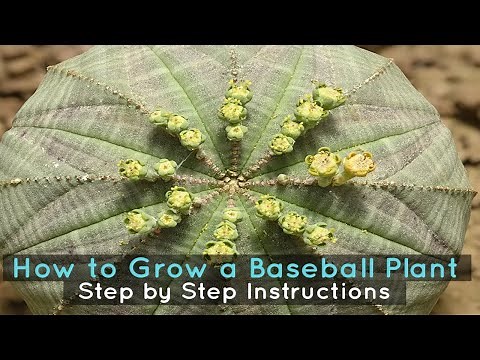 How to Grow a Baseball Plant - Step by Step Instructions