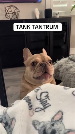 @tankyadventures: Tank Tantrum Incoming 🙈 #dog #doglover