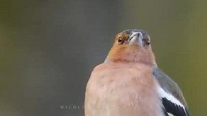 " Le Pinson des arbres " un petit oiseau au chant mélodieux. On le trouve en Europe, en Afrique du Nord, au Moyen-Orient, dans certaines zones d’Asie centrale. Sur notre continent, il est parmi les plus représentatif des « oiseaux chanteurs ». Les Pinsons des arbres peuvent être des migrateurs ou bien des migrateurs partiels car, selon leur aire de répartition, ces passereaux adoptent un comportement migratoire différent bien qu’ils appartiennent à la même espèce. Ce passereau se nourrit de larv
