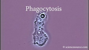 Phagocytosis Clip 1) Timelapse microscope footage of a human macrophage white blood cell engulfing a cell of Candida albicans (yeast). © Cells Alive!/Science Source ScienceSource.com ID# SS278309 Clip 2) Time-lapse light microscopy footage of bacterial phagocytosis by macrophages. Macrophages are cells of the body's immune system. They phagocytose and destroy pathogens, dead cells and cellular debris. Here, the macrophages (larger objects) are engulfing the bacteria (smaller, dark blue rods), a 