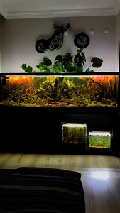 28K views · 3.1K reactions | Number 1 Tank Size: 200x55x65h (cm)...