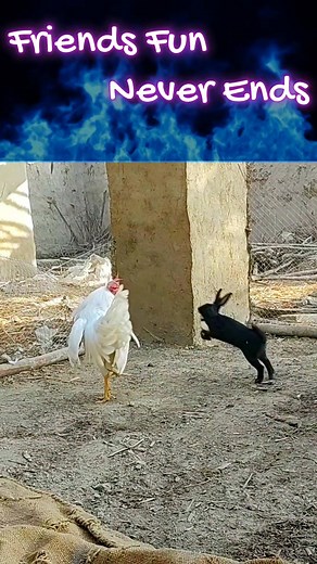 Funniest bunny and roosters Friendship daily routine. play time #viral #tiktok #funnyvideos #funniest #prank #funny #bunny #rabbit #rooster #chicken #hen