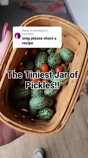 Tiny Pickle Recipe: Making Cucamelons at Home