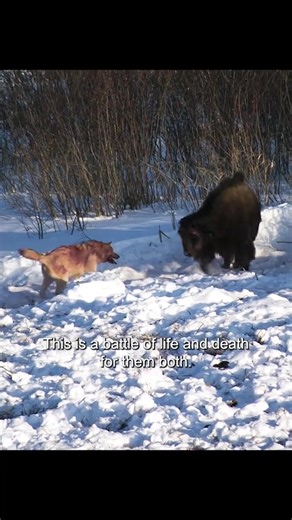 837K views · 16K reactions | #wildlife #amazinganimalsworld #foryou | Animals World | Facebook