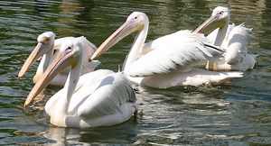Great White Pelican | The Animal Facts | Appearance, Diet, Habitat, Range