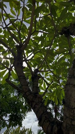 Sunny Day Walk in the City Park | Trees, Fishpond & Relaxing Scenery