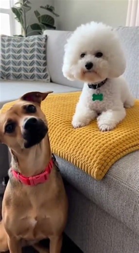 Bichon frise and Toto – Cairn Terrier EP 20 #bichonfrise #cairnterrier #puppy