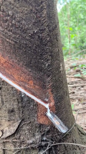 Rubber Harvesting: Nature’s Incredible Process! #rubbertapping #rubberfarming