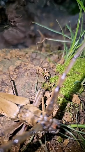 Bombardier vs. Longhorn Beetle | Gabe Powell