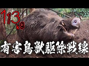 #113 【有害鳥獣駆除】113kgの大猪を駆除！ - Captured a large wild boar weighing 113 kg !