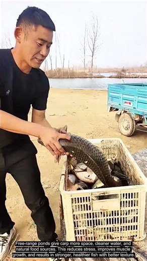 Free-Range Carp Harvest: Strong, Healthy Fish Pulled from the Pond