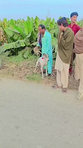 Hogs dogs Hunting, Boar hunting dogs #reelsvideo #trendingreels #reelsinstagram #soorKaShikar #dog #reels #NewYork #regrann #tranding #shorts | Naz Hanting Club Khadhar