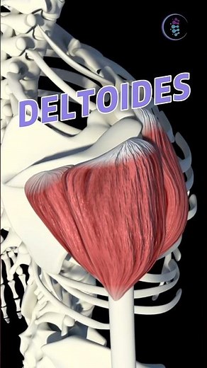 Deltoid muscle #anatomy #muscle #deltoid