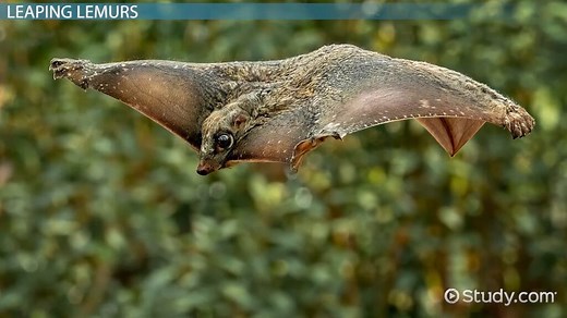 Sunda Flying Lemur | Features, Facts & Habitat - Video | Study.com