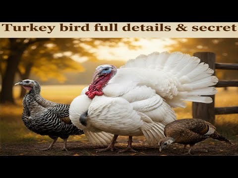 Turkey bird full details & secrets turkey birds sound #turkeyhen #poultryfarming #roosterfarm #birds