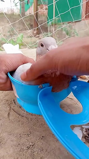 3.7K views · 11 reactions | A bird pigeon handler's treasored. | Pigeons Treatment | Facebook