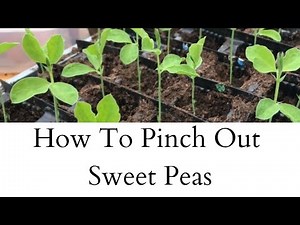 Pinching Out Sweet Peas | Sweet Pea Update | Cut Flower Garden