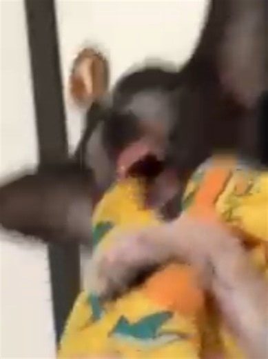 probando le ropita a babinsqui la pirañita 🤣🤣😍 #funny #viral #pincher #perro