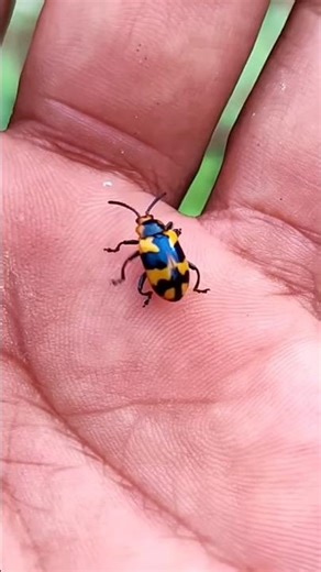 Asian beetles you've never 🪲🐞seen#anyuniqueanimals#beetle#insects#beautifulinsects#nature#wildlife🪲🐞