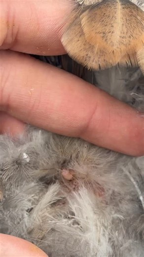 Did you know about the preen gland? It can be a bit surprising if you come across it without knowing! #chickens #chickenkeeping #preening #preengland #purelychickens | Purely Chickens