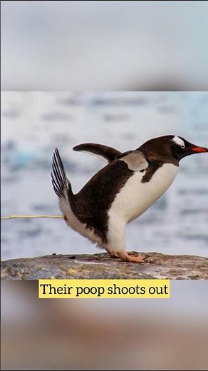 Fact: Did you know that? (Projectile Poop) #shorts #facts #animals #poop