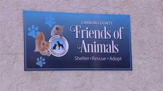Cat shelter in Carbon County reopening after ringworm outbreak