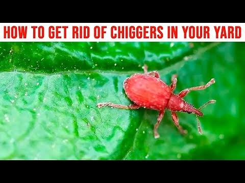 How to Get Rid of Chiggers in Your Yard (Red Bugs, Harvest Mites, Berry Bugs)