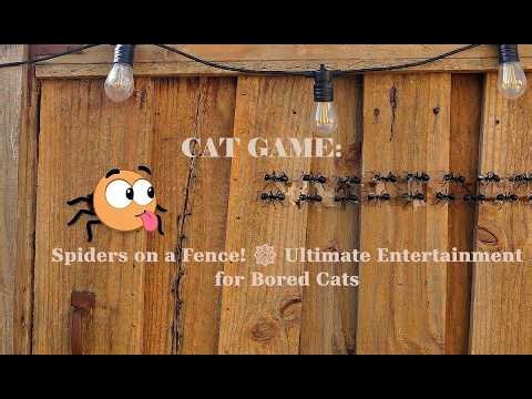 CAT GAME: 3 HOURS of Spiders on a Fence! 🕸️ Ultimate Entertainment for Bored Cats