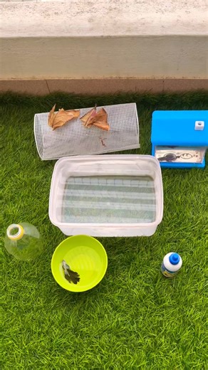 GD Aquarium on Instagram: "This is the complete Betta fish breeding setup process 🐟 ✔️ Breeding tank ✔️ Blue medication ✔️ Almond leaf ✔️ Male betta released ✔️ Female kept in separate transparent cup This setup helps trigger bubble nest building and safe breeding. 👉 Next video: Bubble nest & actual breeding process 😍 Follow for Part 2! #bettafish #bettabreeding #bettasetup #fishbreeding #aquarium #viralrëëls #bettafishcare #aquariumlife #petfish #trending"