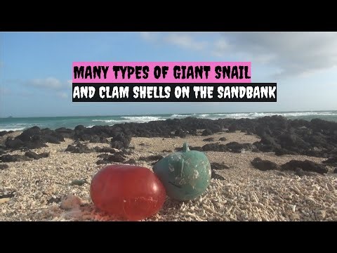 Numerous types of giant snail and clam shells were discovered on the sandbank