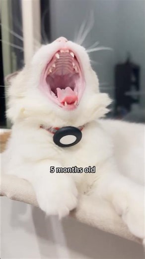 My cat gets toasted in yawning #ragdolls #cat #yawn #growth