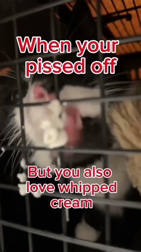 Angry kitty LOVES whipped cream!