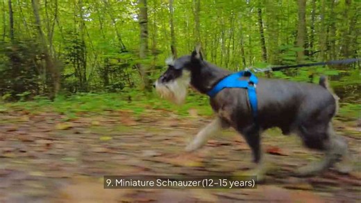 Want a Dog That Lives Longer? These 10 Breeds Have the Best Lifespans