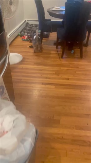 I’m taking it #fyp #ferrets #toys #rescue #zoo