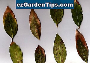 Enfermedades del laurel de cereza 🌱 Tips Jardineros - Es.ezGardenTips.com
