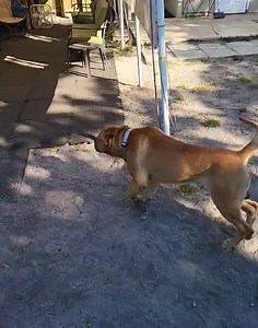 Service dog training with Roscoe. DPT. Week 4. #ServiceDog #DogTraining | Daniel De La Rosa - Dogs
